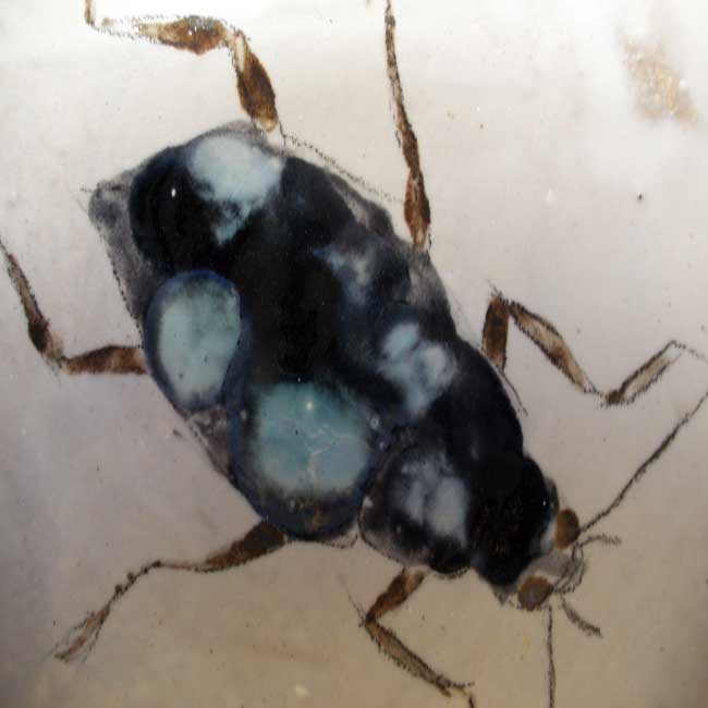 Insecto turquesa