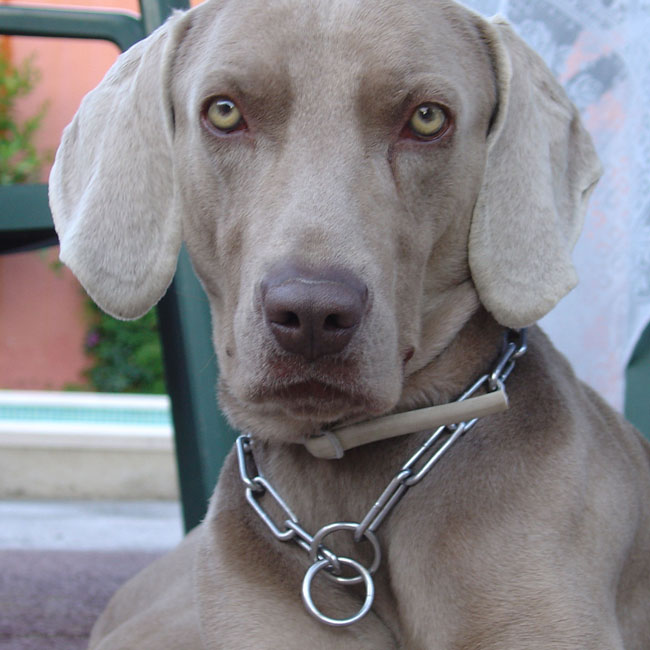 Foto de Bruno