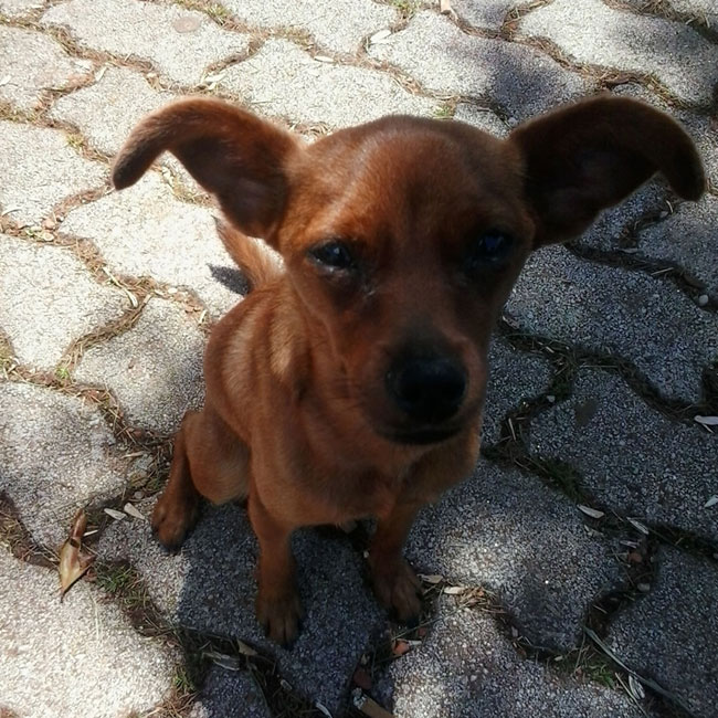 Foto de Puchita