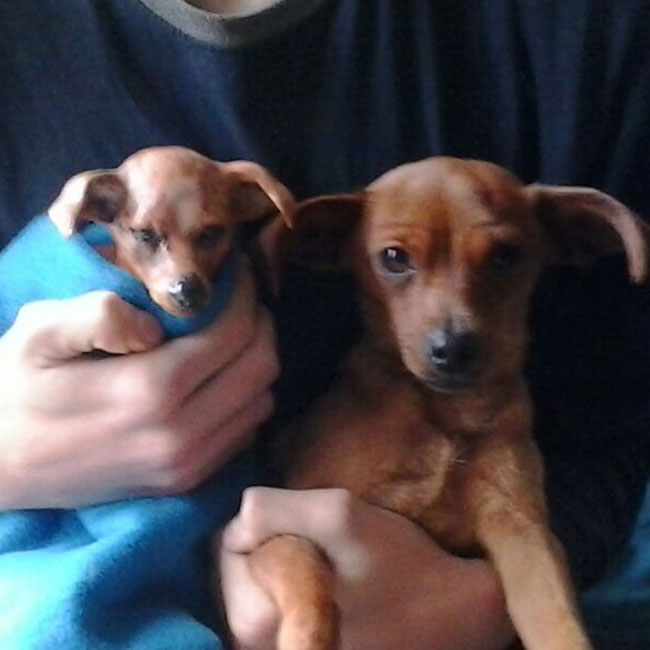 Foto de Puchita y su twin